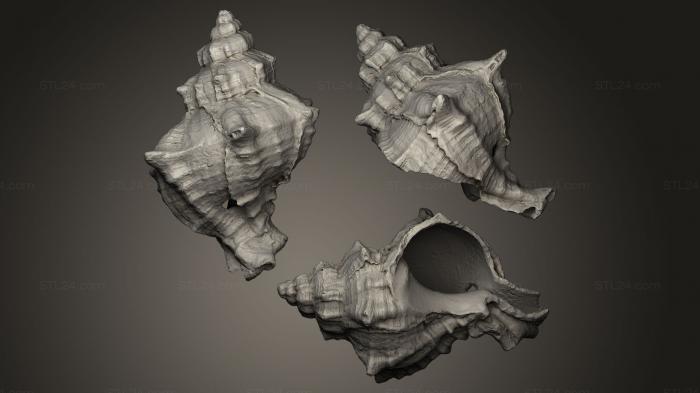 Stones and shells (Purpurschnecke, ROCKS_0018) 3D models for cnc